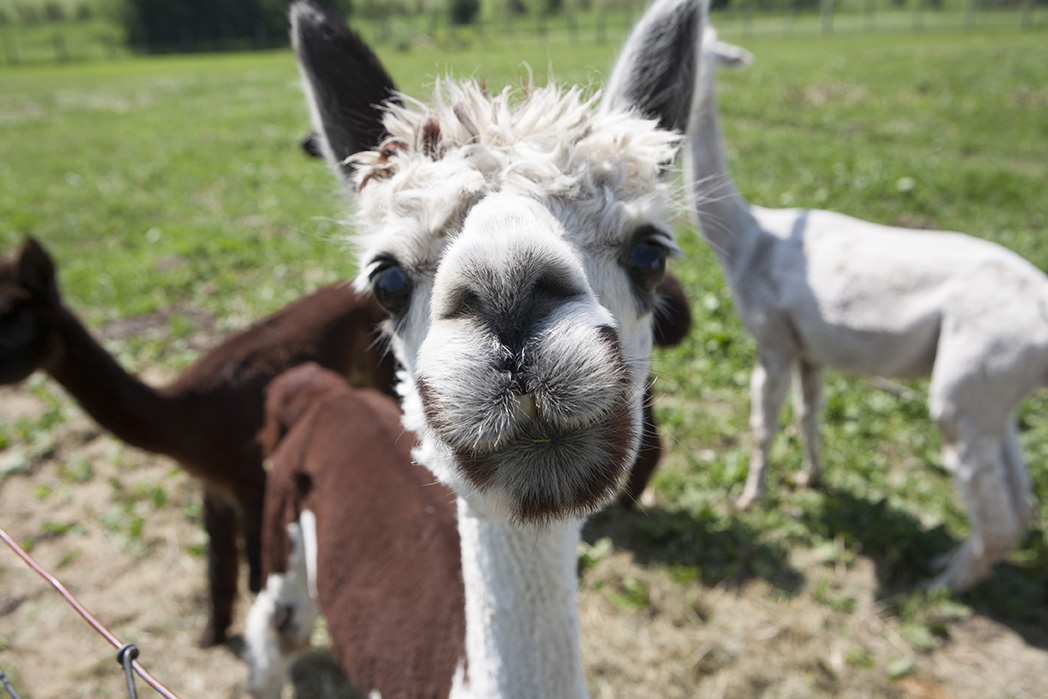 Alpaca staring at the camera