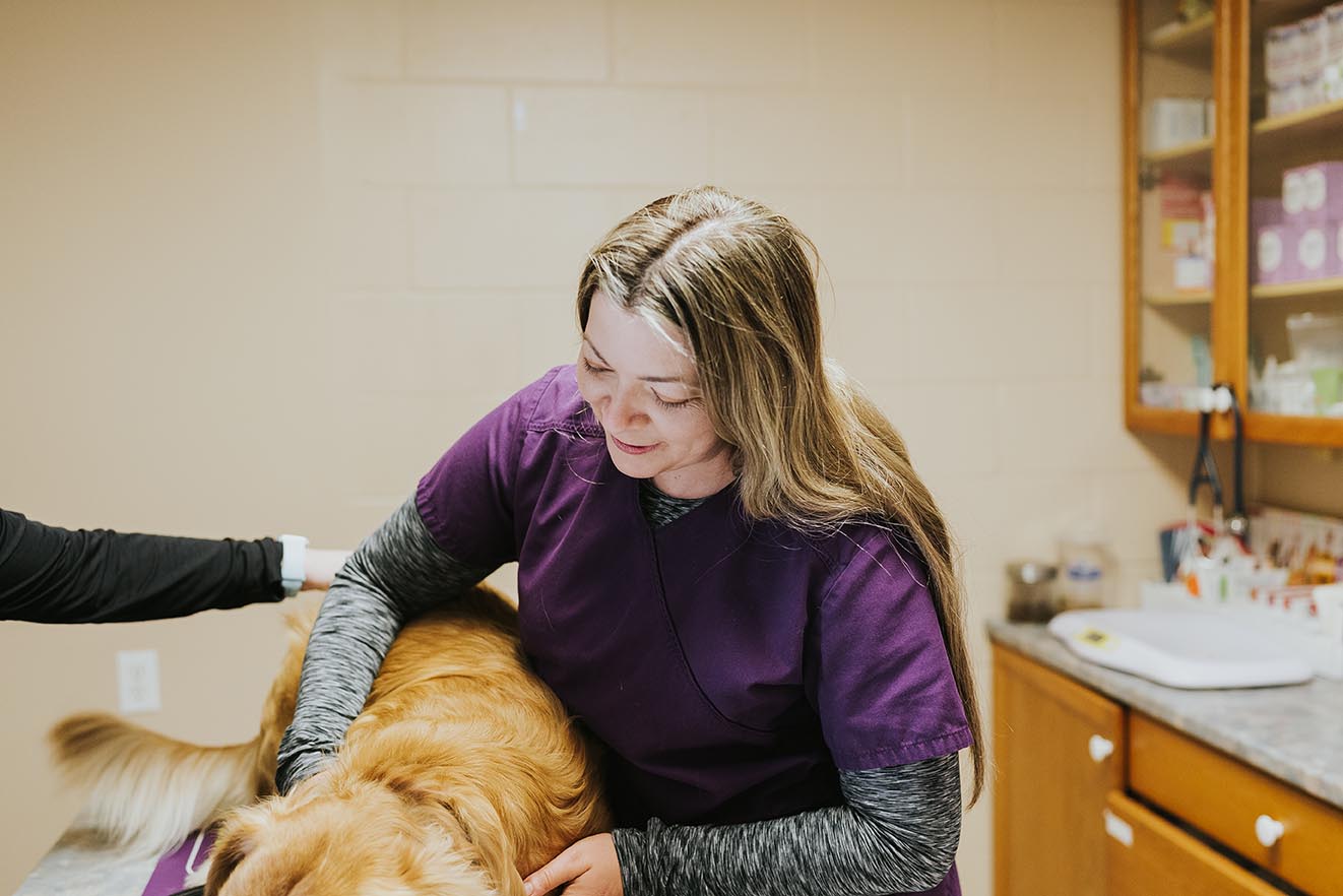 veterinarian checking a dog