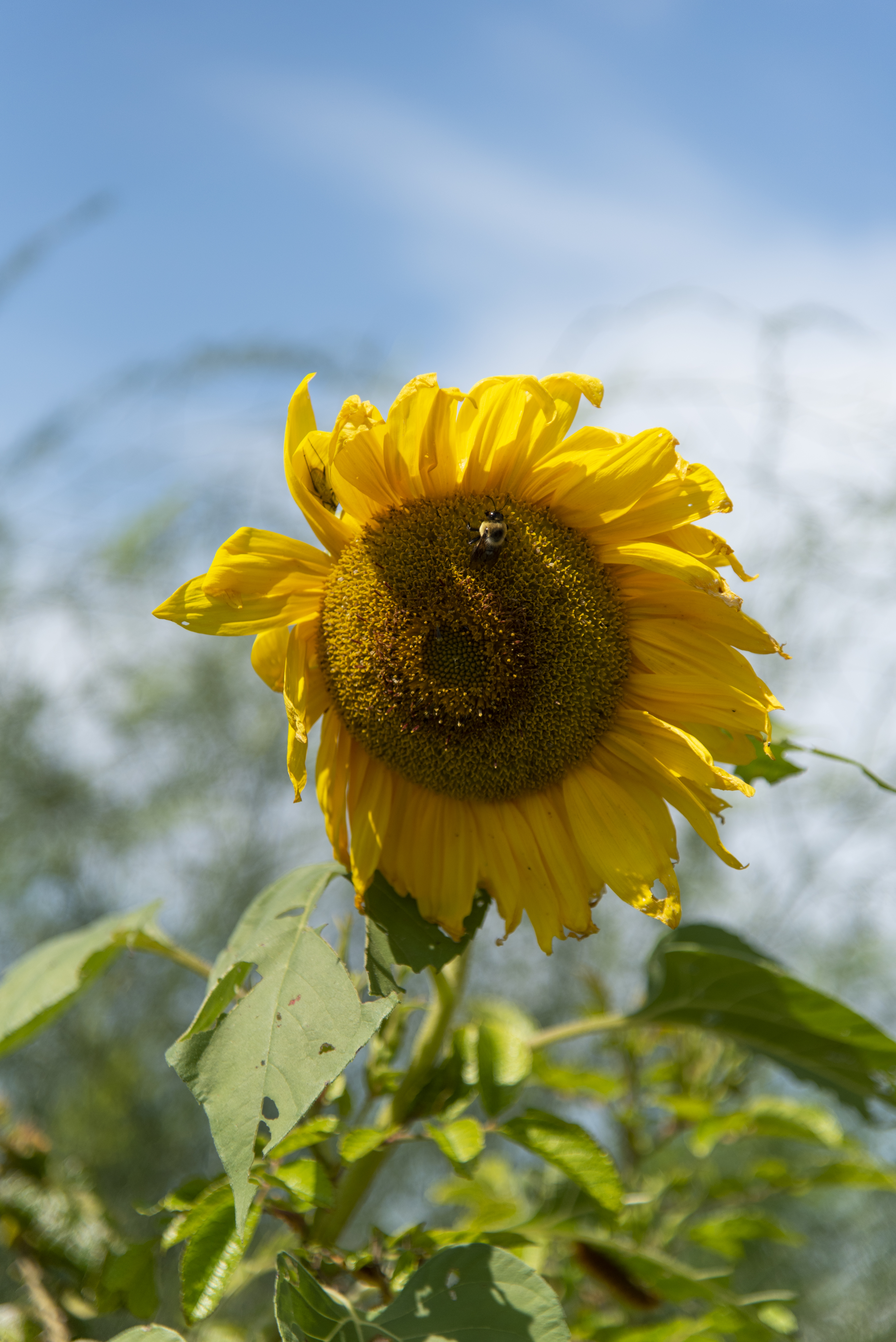 Sunflower